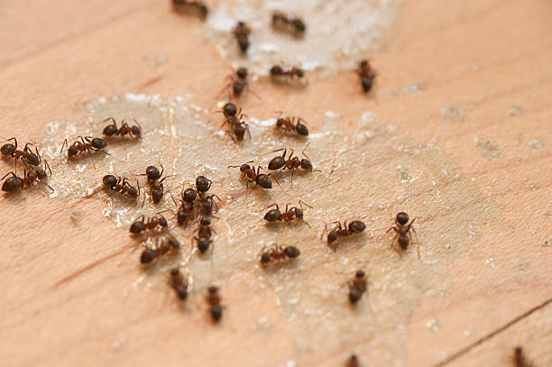 Best Pest Removal Services  in Raymond, MS